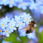 pollinators on forget-me-nots
